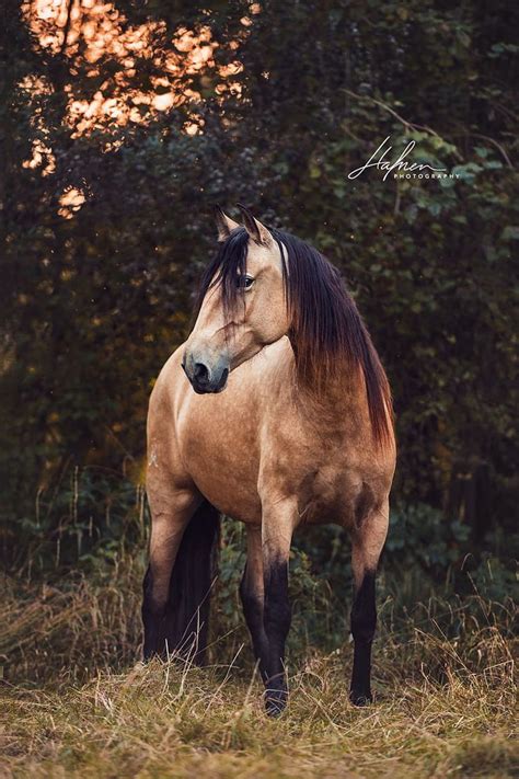 210 Buckskin Horses ideas HD phone wallpaper | Pxfuel