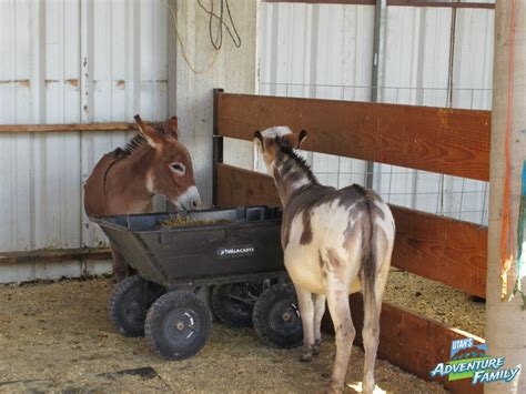 Cross E Ranch Fall Festival - Utah's Adventure Family