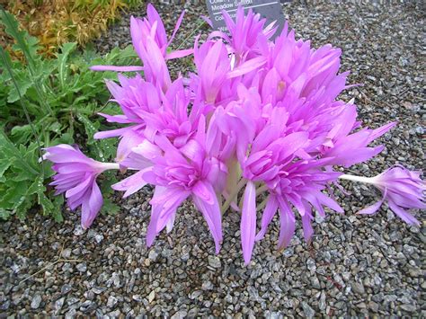 How to Grow: Colchicum- grow colchicum bulbs- gardening with colchicum