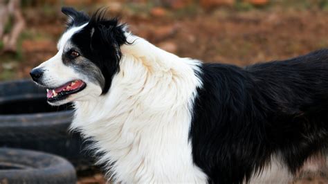 Do You Need a Sheepdog? Best Sheepdog Breeds for the Farm — J&R Pierce ...