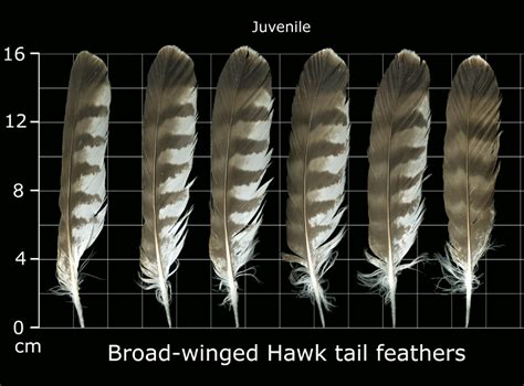 The Feather Atlas - Feather Identification and Scans - U.S. Fish and ...