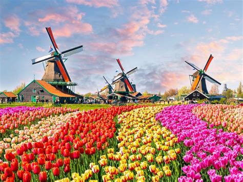 Tulips in Amsterdam & Keukenhof - Context Travel