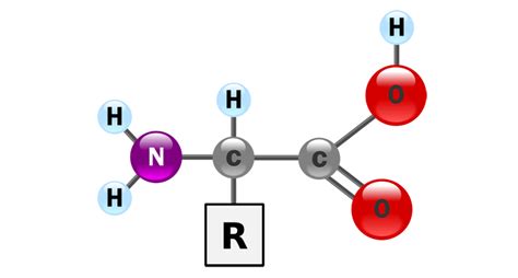 Scientists Say: Amino Acid