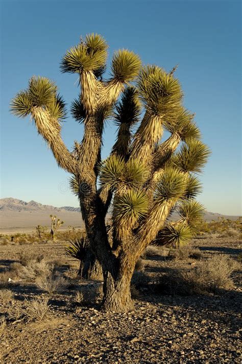 Majestic Yucca Trees in the Nevada Desert