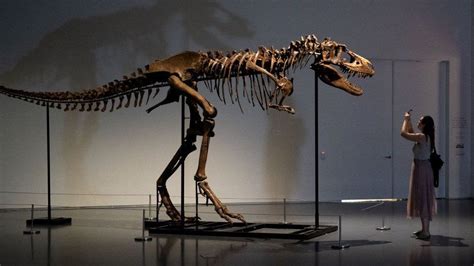 Gorgosaurus for $6 million. - Fossil News - The Fossil Forum