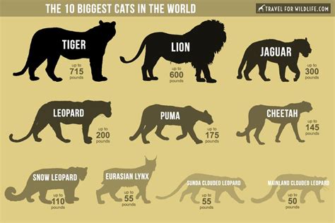 Top 10 Biggest Cats in the World