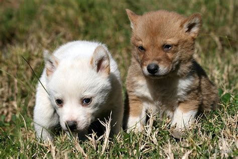 "Dingo Puppies # 2" by Lyn Thomsen | Redbubble