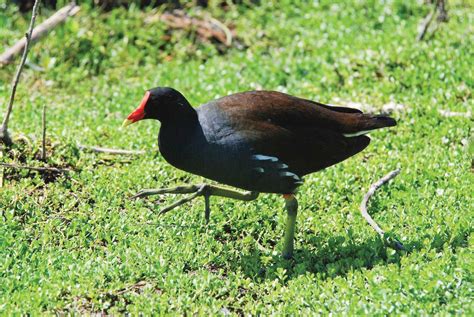 Common Moorhen