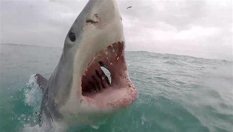 Real-life ‘Jaws’ moment as a great white shark bares its teeth at a boat