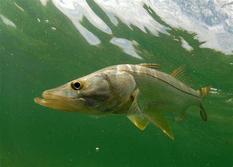 Snook Jigs: The Best Lure for Snook? - Finn's Fishing Tips