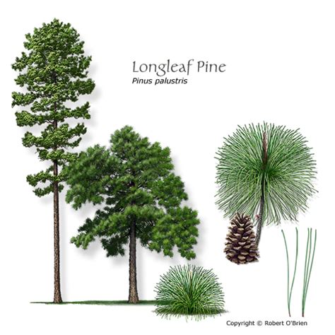 Longleaf Pine Pine Coastal Improved