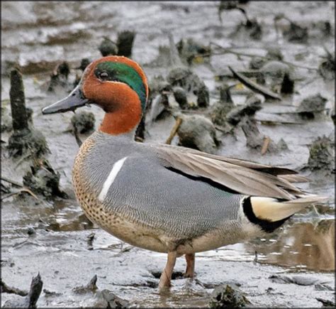 Bird Lore: Green-winged Teal - My Edmonds News