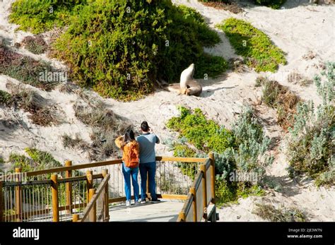 Seal Bay Conservation Park - Kangaroo Island Stock Photo - Alamy