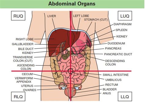 Anatomical Abdominal Quadrants / This video quadrants and regions of ...