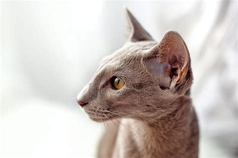 Oriental Shorthair Cat Breed Information & Characteristics | Daily Paws