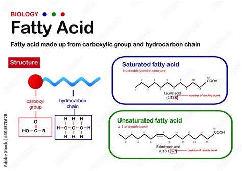 Biology diagram present structure and type of fatty acid. Carboxyl ...