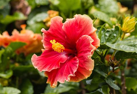 Chinese hibiscus | Description, Flower, Uses, Cultivation, & Facts ...