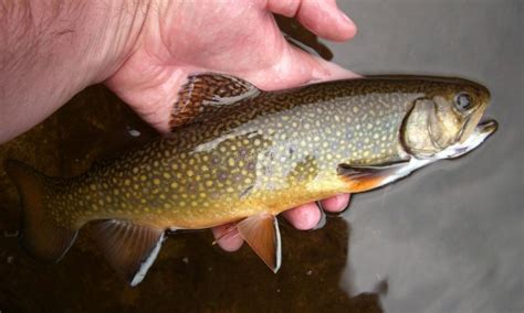 Trout | Species Breakdown & Identification