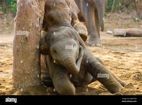 Baby elephants playing Stock Photo - Alamy