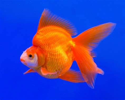 Ryukin goldfish | Each – Pet Kadai – Online aquarium Store