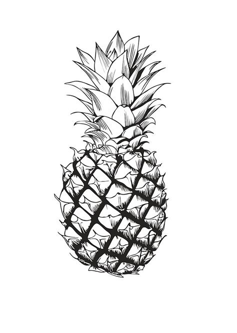 Black-and-white hand drawing of a pineapple | Botanical illustration ...