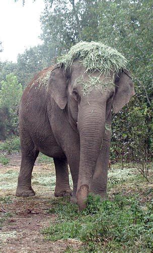 Hohenwald Tennessee | Elephant, Elephant sanctuary, Animals beautiful