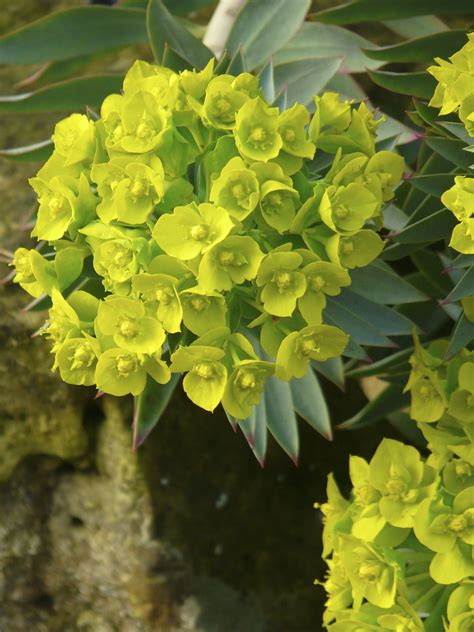 Euphorbia - a plant for all seasons | Plants, Euphorbia, Country garden ...