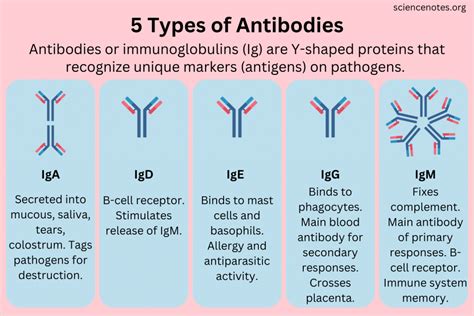 Antibodies Made By at Edwin Nelson blog