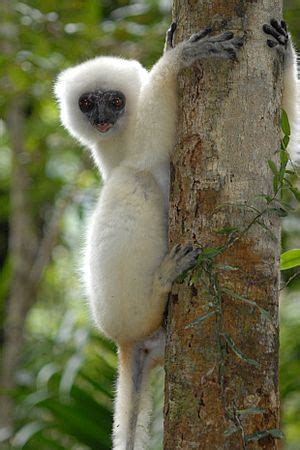 Silky sifaka Facts for Kids