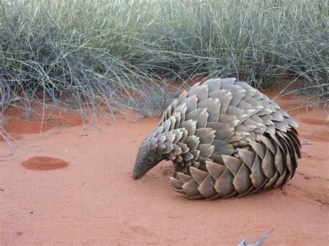 Temminck’s pangolin - Pangolin Specialist Group