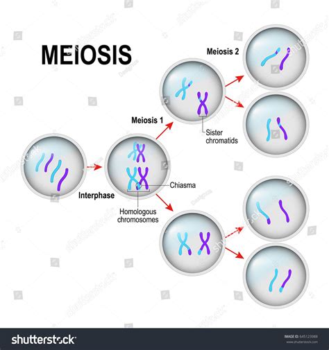 Meiosis Cell Division Interphase Illustration Labeled Stock Vector ...