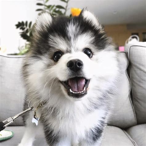 Everything you want to know about Pomsky [Husky+Pomeranian] including ...