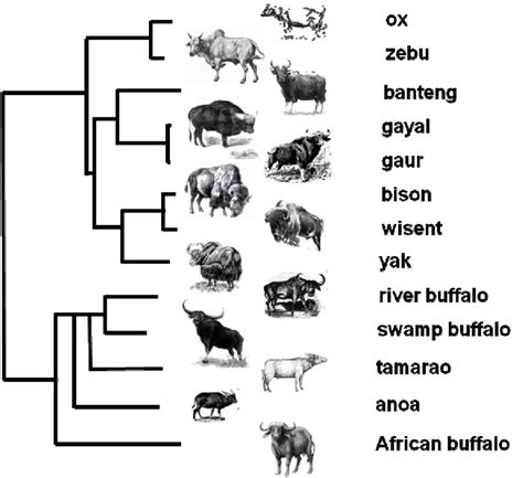 Evolutionary tree of the bovidae subfamily including the swamp buffalo ...