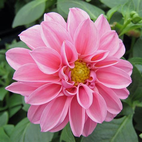 Pink Dahlia | Taken at a local Garden Centre----Calgary Albe… | Nancy ...