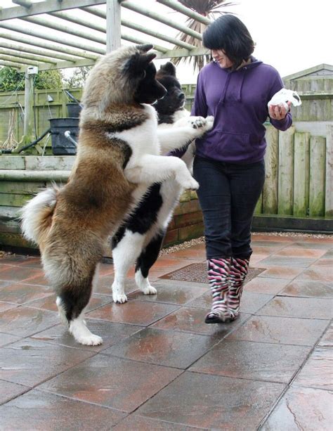 Akita's! Beautiful! THIS IS A BEAUTIFUL "BEAR" AKITA.... size: large ...