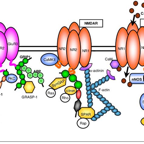 Schematic representation of glutamate receptor-associated proteins at ...