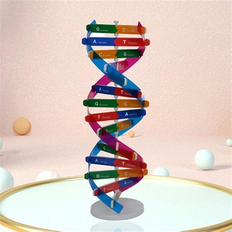 3d Dna Models