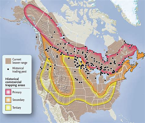 Rethinking the beaver | Canadian Geographic