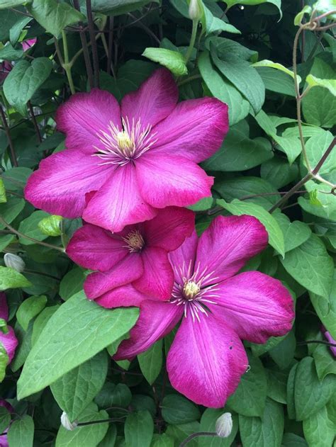 Clematis: Plant Care and Collection of Varieties - Garden.org ...