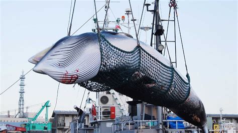 Japan resumes commercial whaling, but its days could be numbered ...