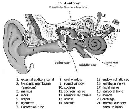 Ear Anatomy - Vestibular Disorders Association