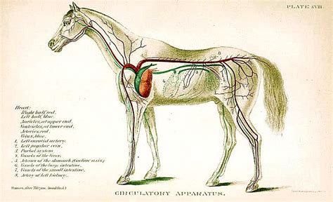 Circulatory System Painting by Us Gov