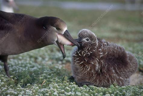 Black-footed Albatross - Stock Image - C043/6935 - Science Photo Library