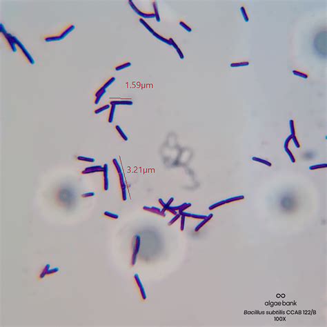 Bacillus subtilis – Algae Bank Colección de Cultivos