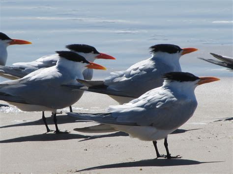 Shore Birds - Galveston Island Nature Tourism Council