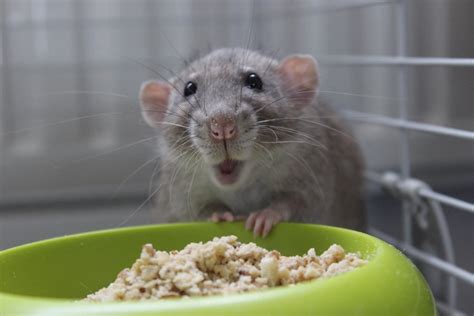 Fancy Mice | 12 of the Best Pets for Busy College Students | POPSUGAR ...