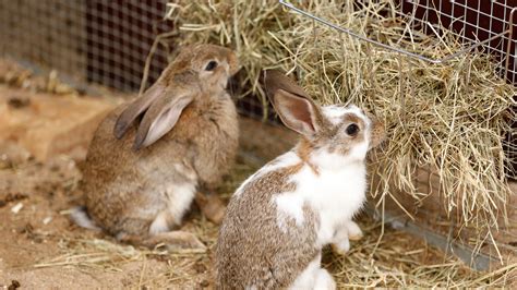 Feeding your rabbit | Companion Care