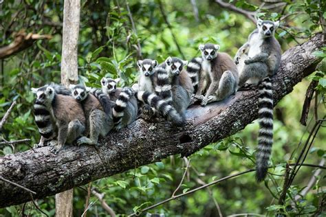 Ring Tailed Lemur – Facts, Habitat, Diet, Pictures