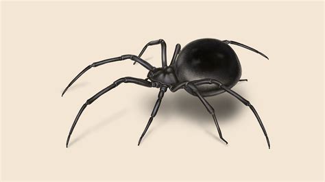 Black Widow Spider Facts and Identification | Orkin