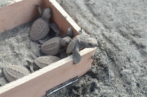 Pawikan Hatchlings make their way to the Ocean in Bataan